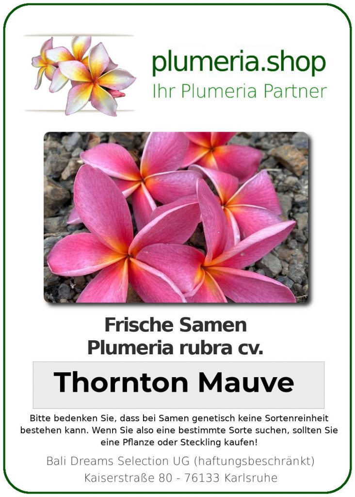 Plumeria rubra "Thornton Mauve"
