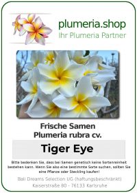 Plumeria rubra - "Tiger Eye - Seeds"