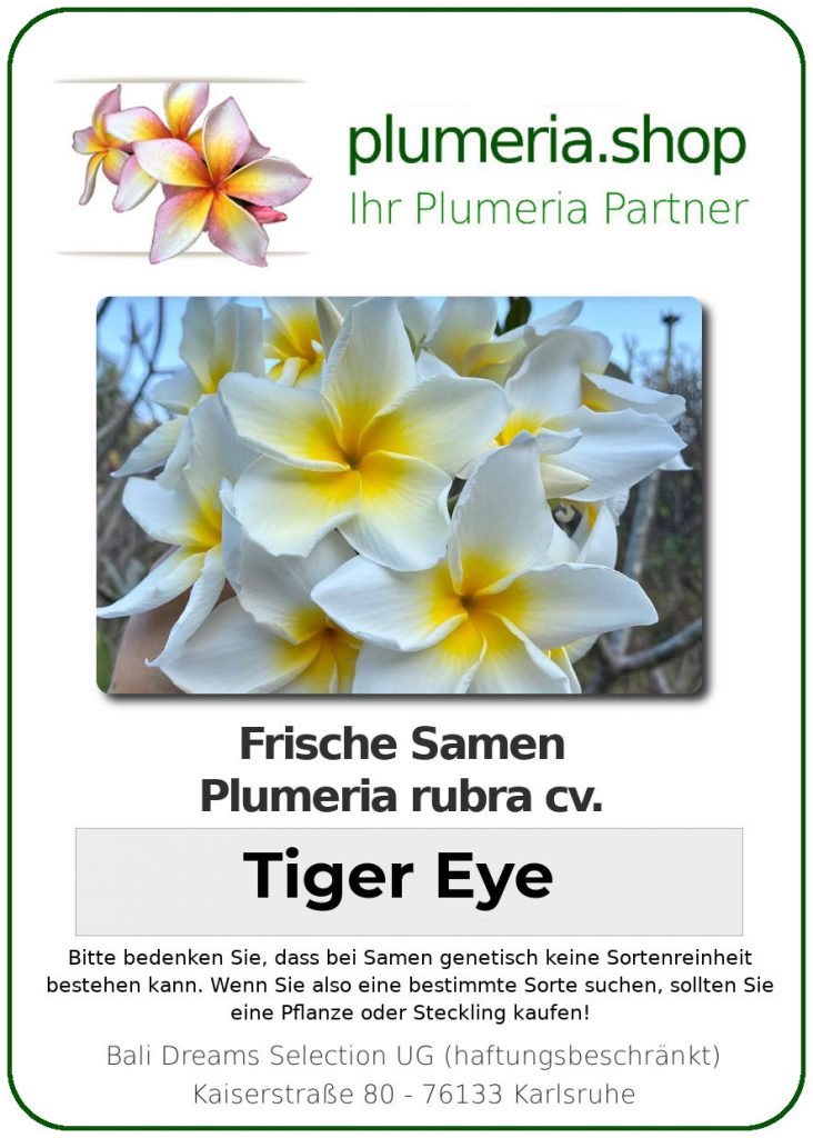 Plumeria rubra "Tiger Eye"