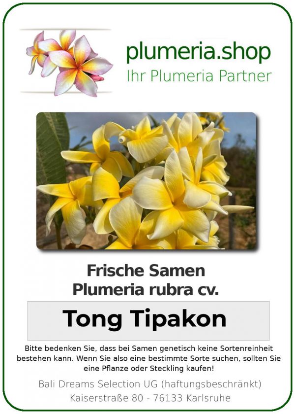Plumeria rubra - &quot;Tong Tipakon - Seeds&quot;
