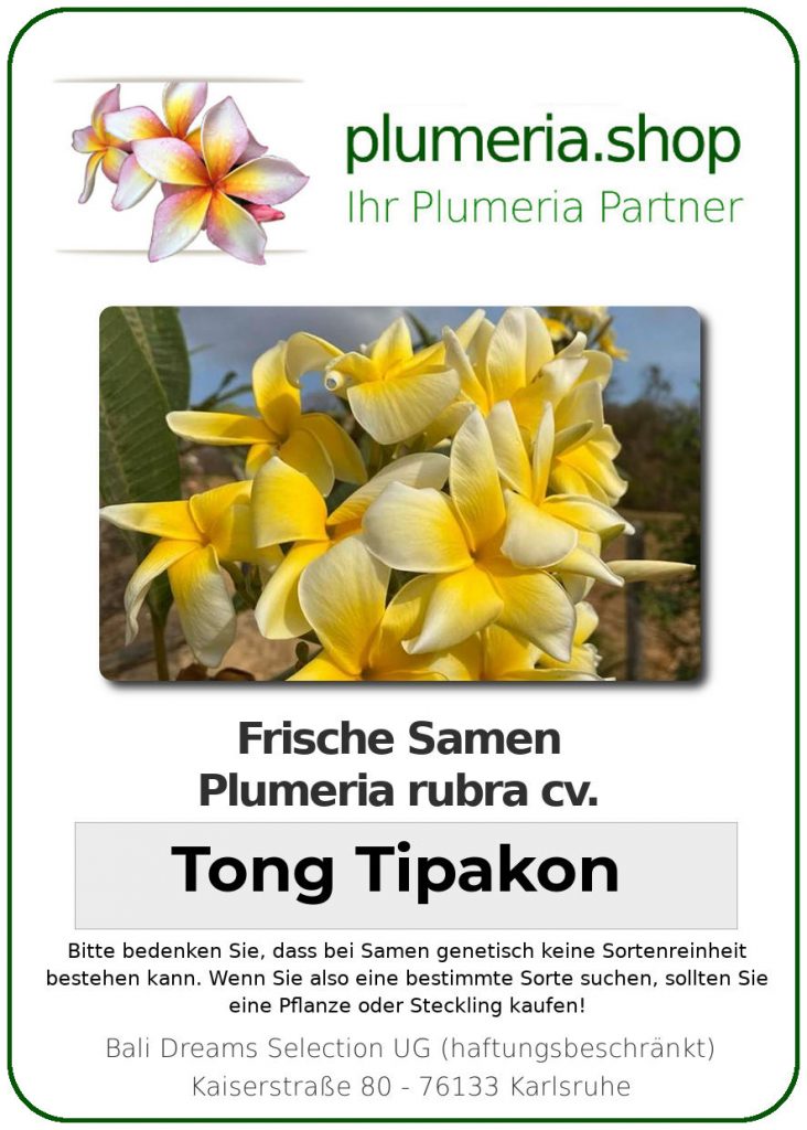 Plumeria rubra "Tong Tipakon"