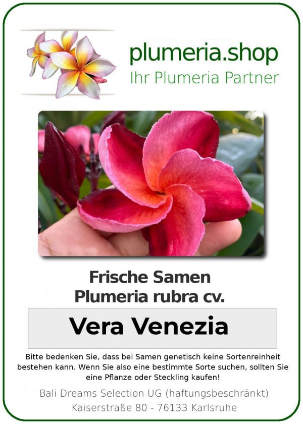 Plumeria rubra - "Vera Venezia - Seeds"