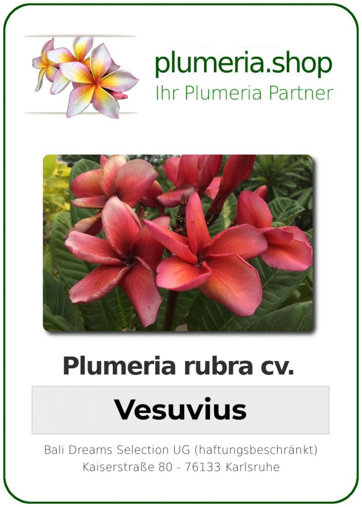 Plumeria rubra cv. "Vesuvius" - unbewurzelter Steckling