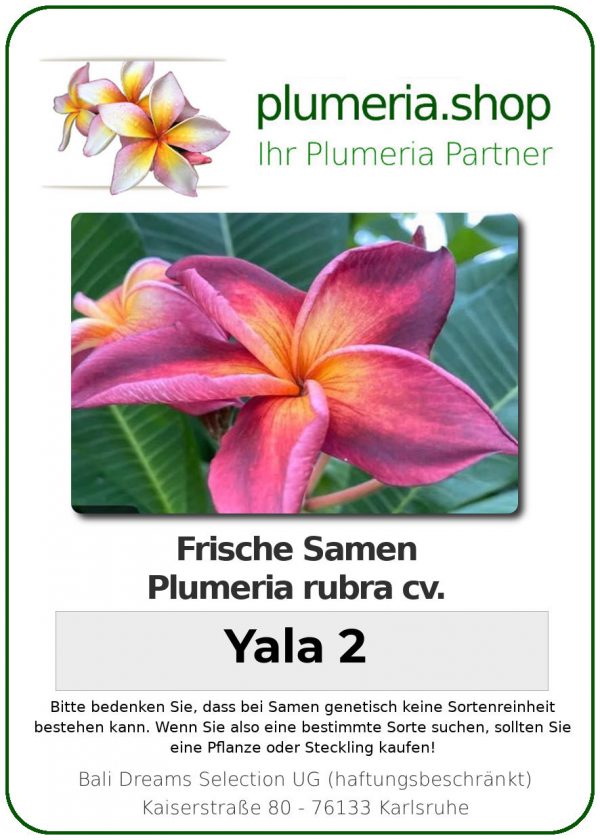 Plumeria rubra - &quot;Yala 2 - Seeds&quot;