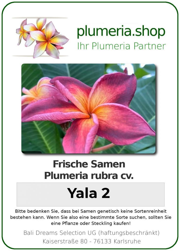 Plumeria rubra "Yala 2"
