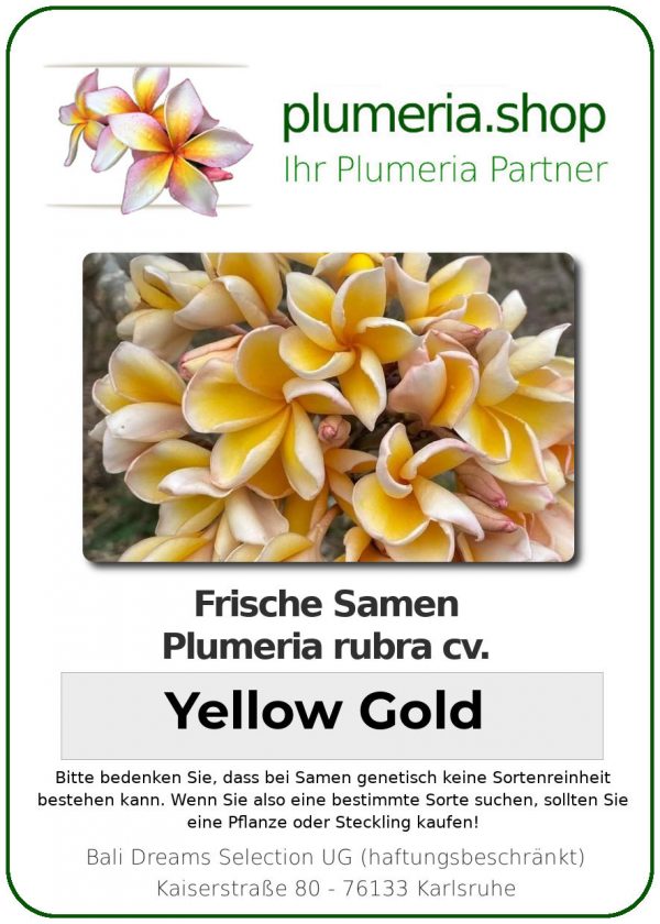 Plumeria rubra - "Yellow Gold - Seeds"