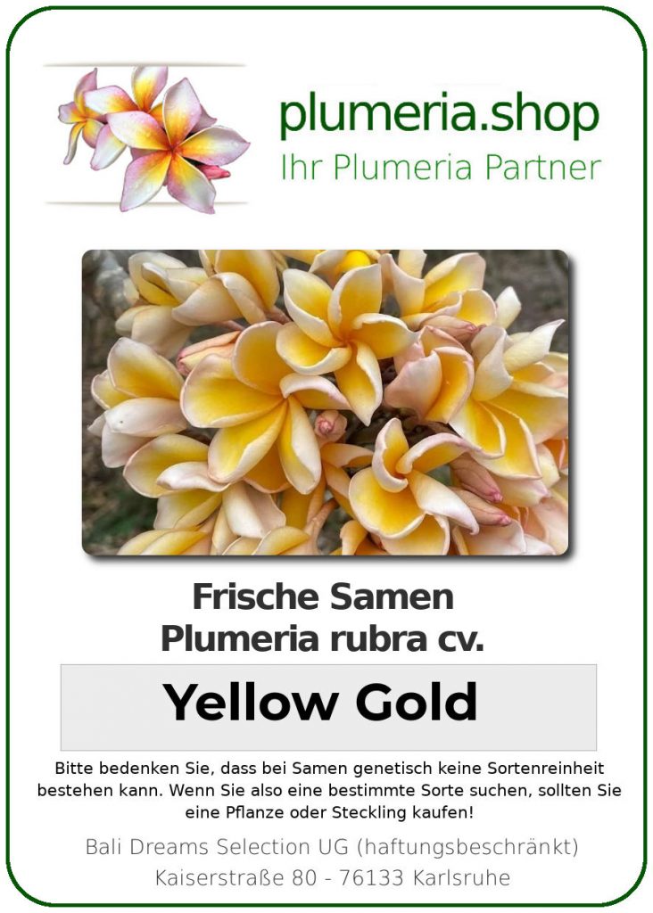 Plumeria rubra "Yellow Gold"