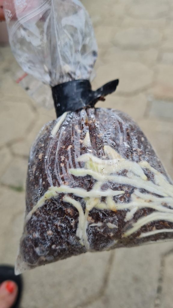 Bewurzelte Stecklinge - Sonderaktion