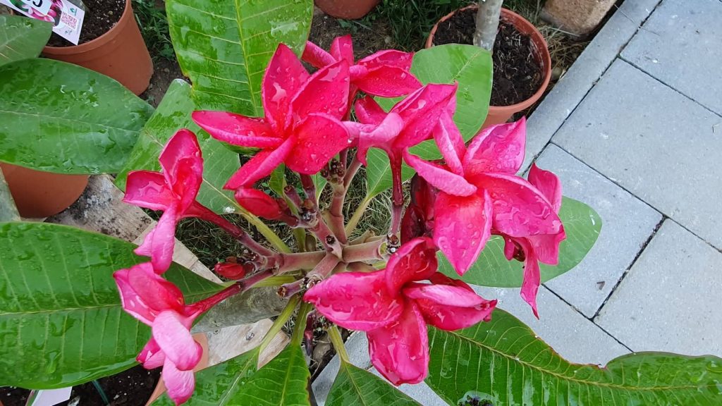 Plumeria rubra "CS3"