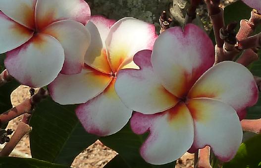 Plumeria rubra "Bliss"