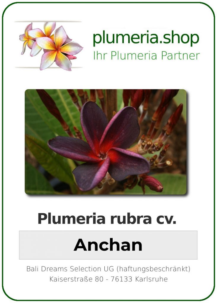 Plumeria rubra "Anchan" - wurzelnackt