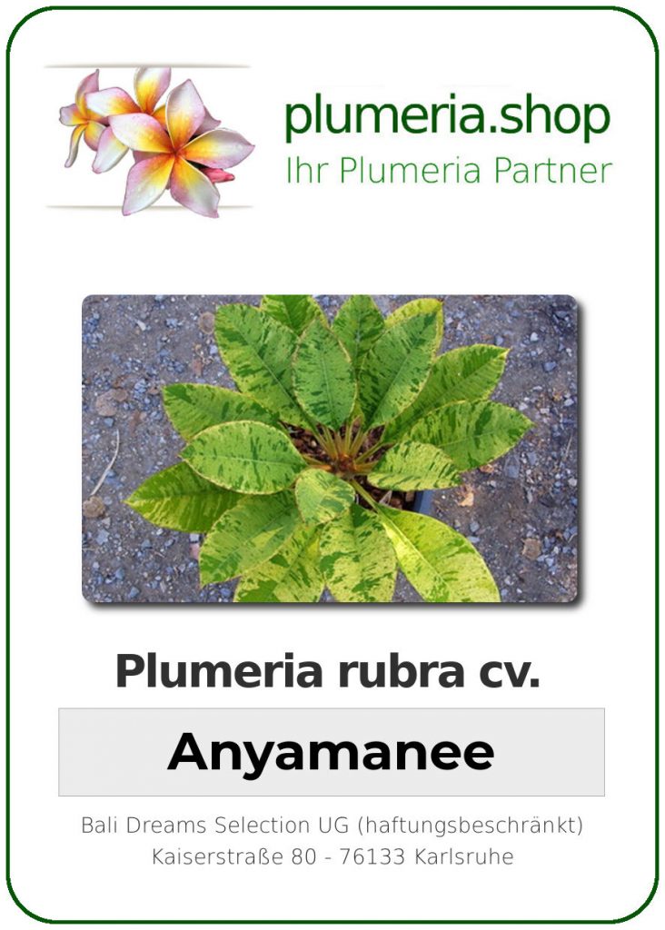 Plumeria rubra "Anyamanee" variegated, wurzelnackt