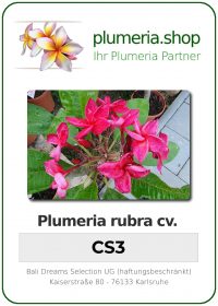 Plumeria rubra - "CS3"