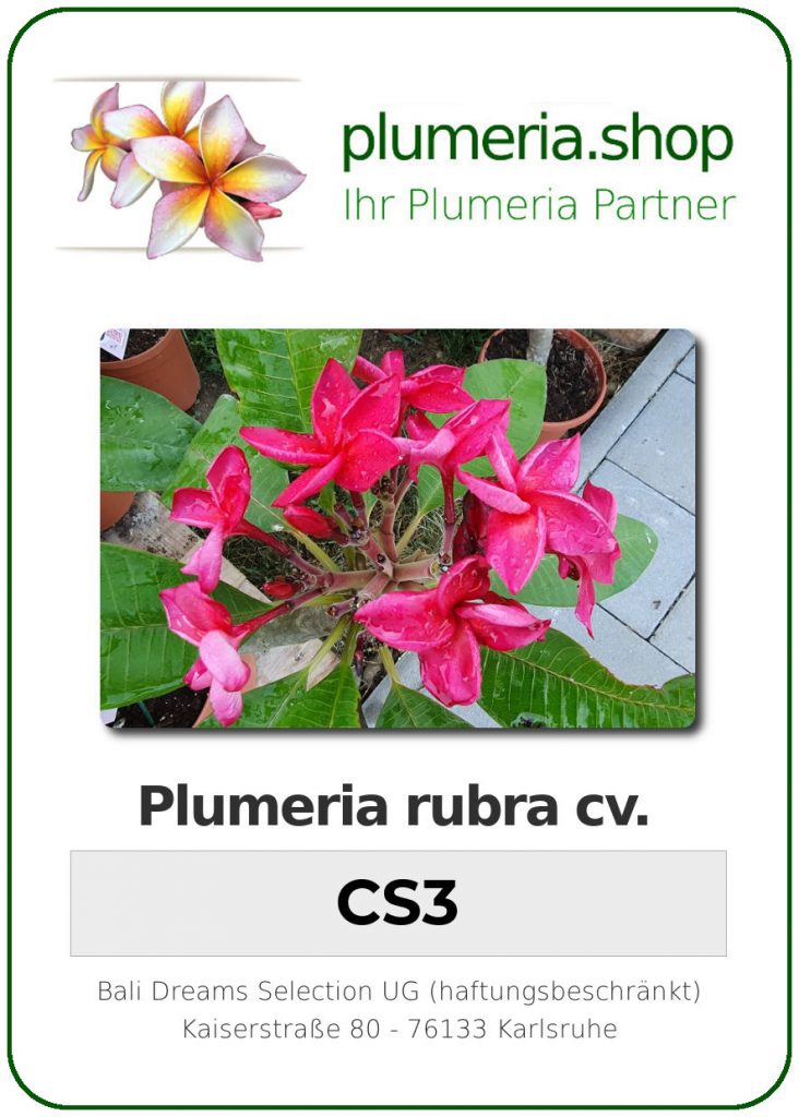 Plumeria rubra "CS3"