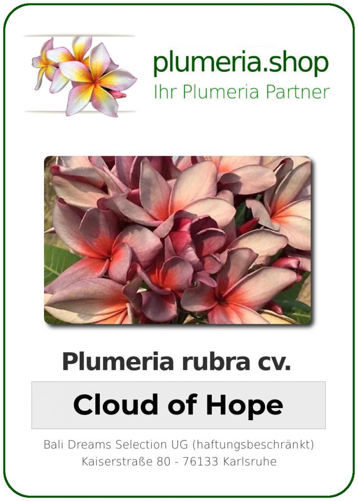 Plumeria rubra "Cloud of Hope"