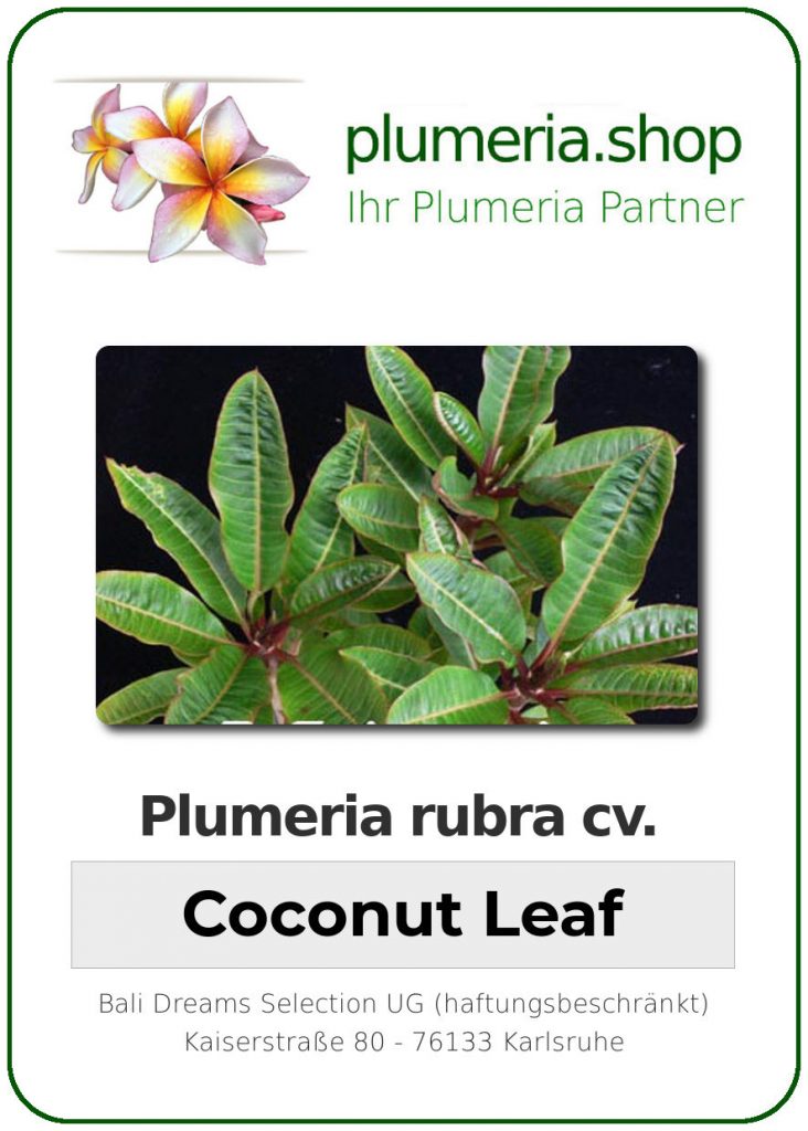 Plumeria rubra "Coconut Leaf" - wurzelnackt