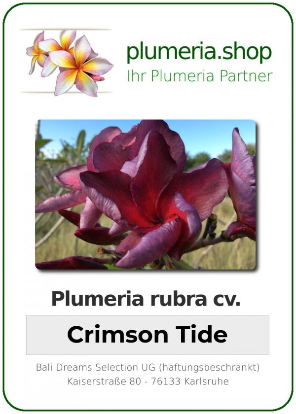 Plumeria rubra - "Crimson Tide"