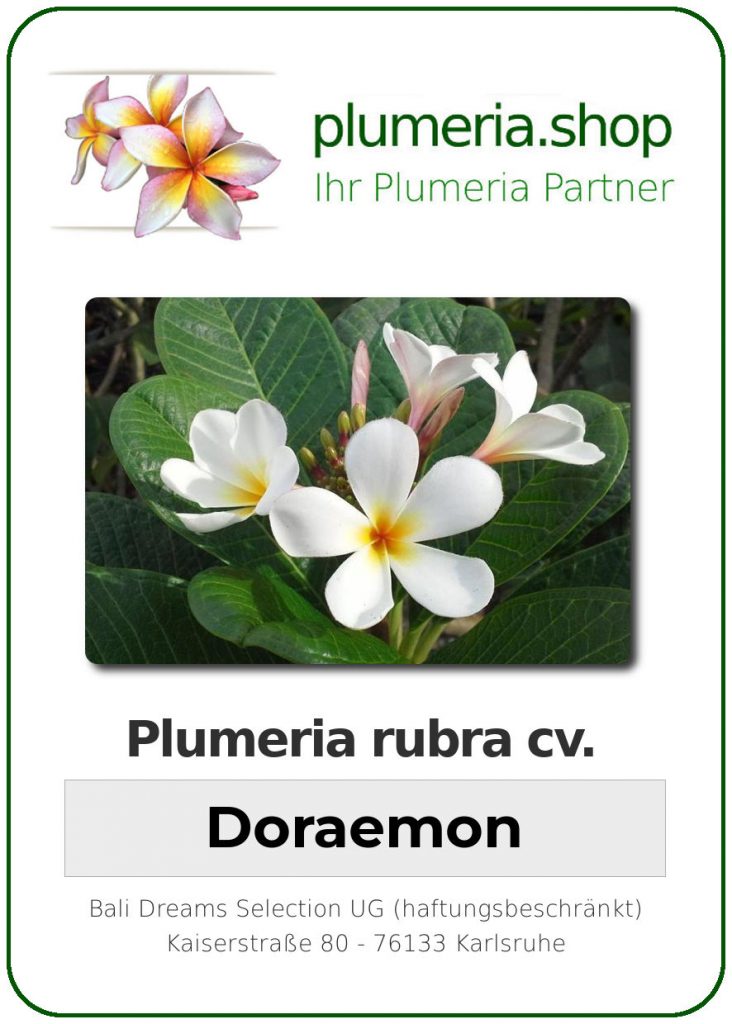 Plumeria rubra "Doraemon" - wurzelnackt