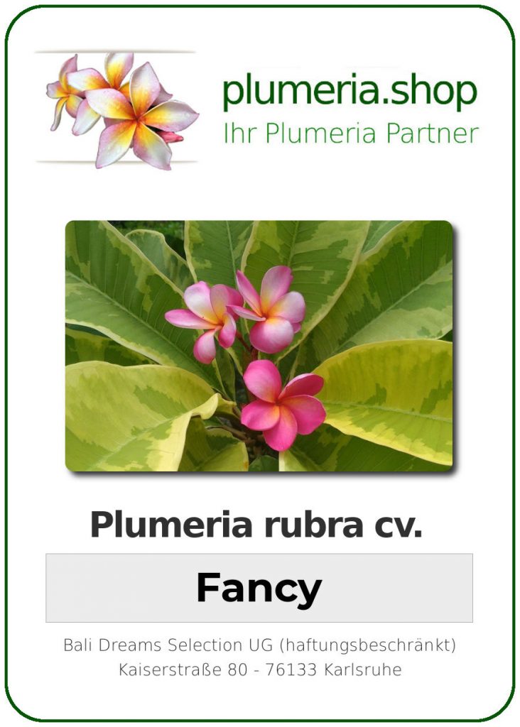 Plumeria rubra "Variegated Fancy"