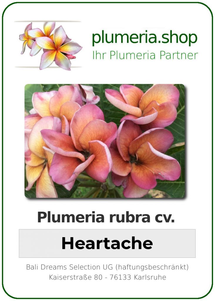 Plumeria rubra "Heartache" - wurzelnackt