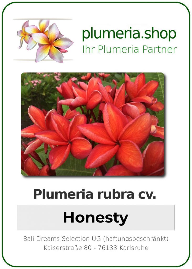 Plumeria rubra "Honesty"