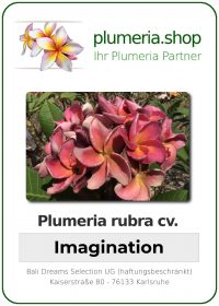 Plumeria rubra - &quot;Imagination&quot;