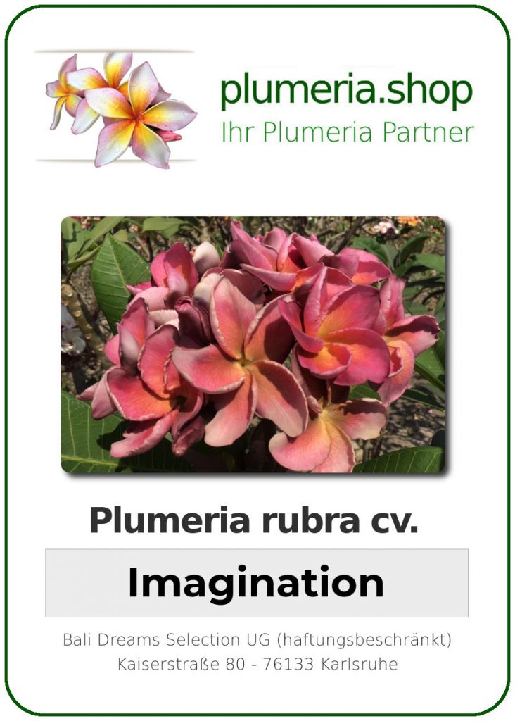 Plumeria rubra "Imagination"