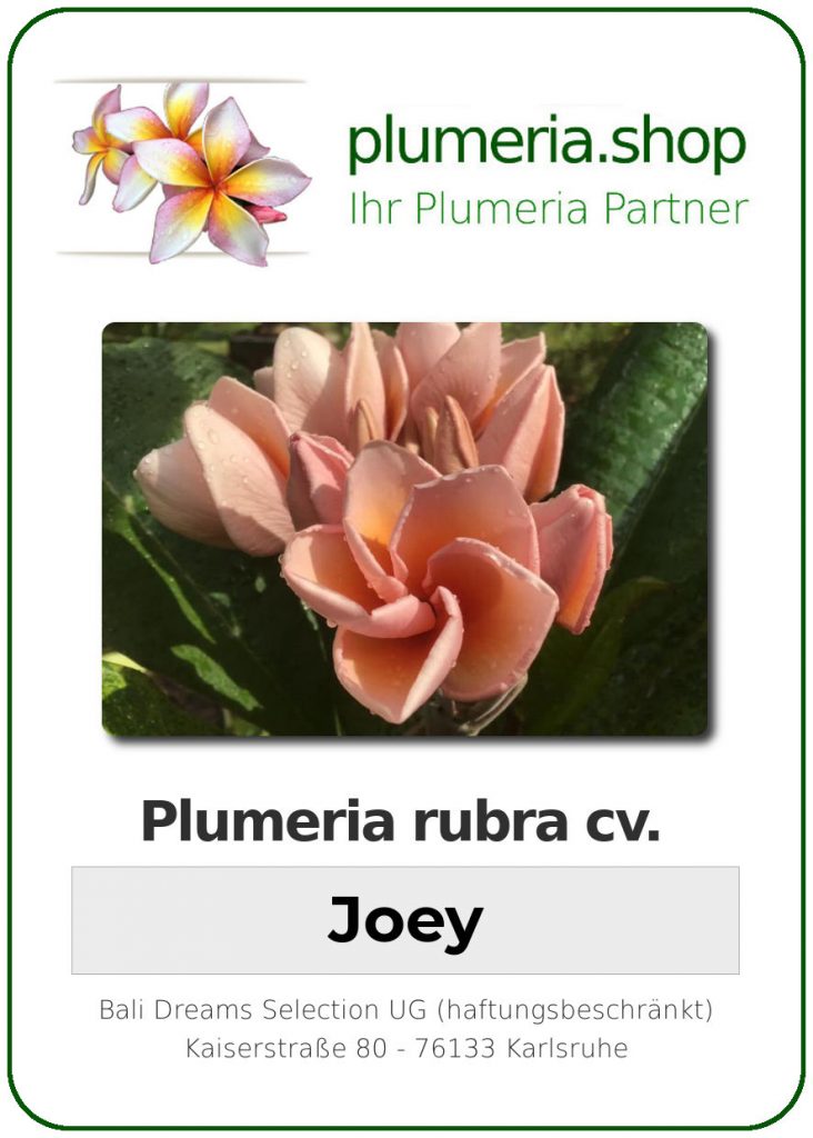 Plumeria rubra "Joey" - wurzelnackt