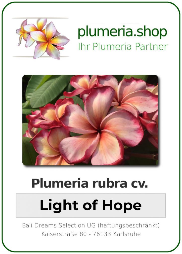 Plumeria rubra "Light of Hope" - wurzelnackt