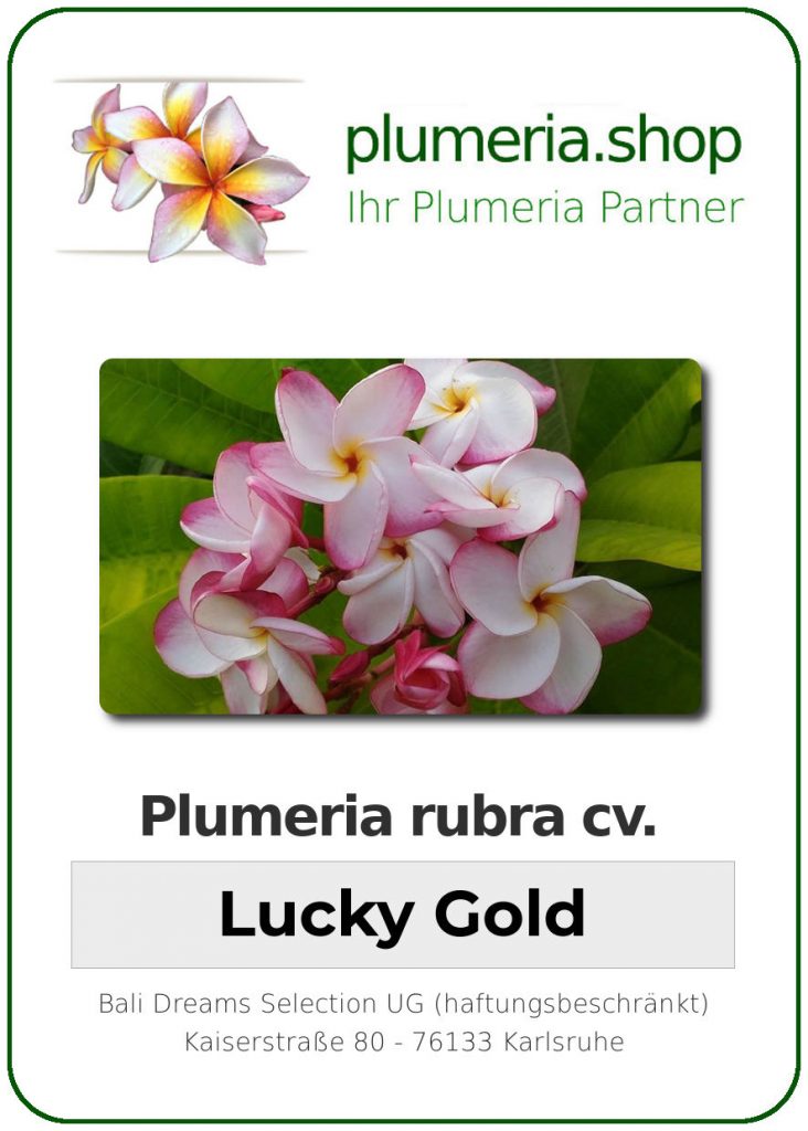 Plumeria rubra "Lucky Gold" variegated, wurzelnackt