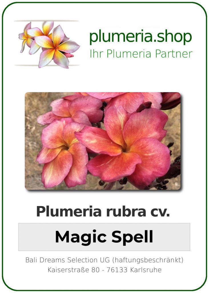 Plumeria rubra "Magic Spell"