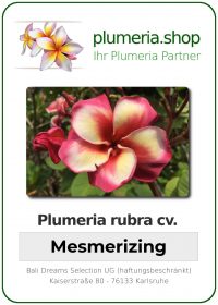 Plumeria rubra - "Mesmerizing"