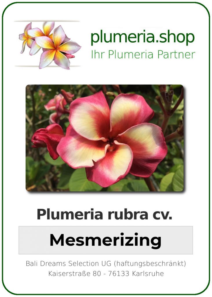 Plumeria rubra "Nui's Mesmerizing"