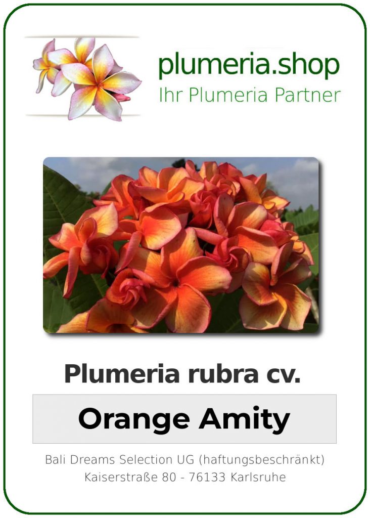 Plumeria rubra "Orange Amity"