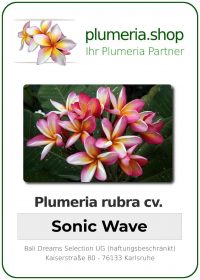 Plumeria rubra - "Sonic Wave"