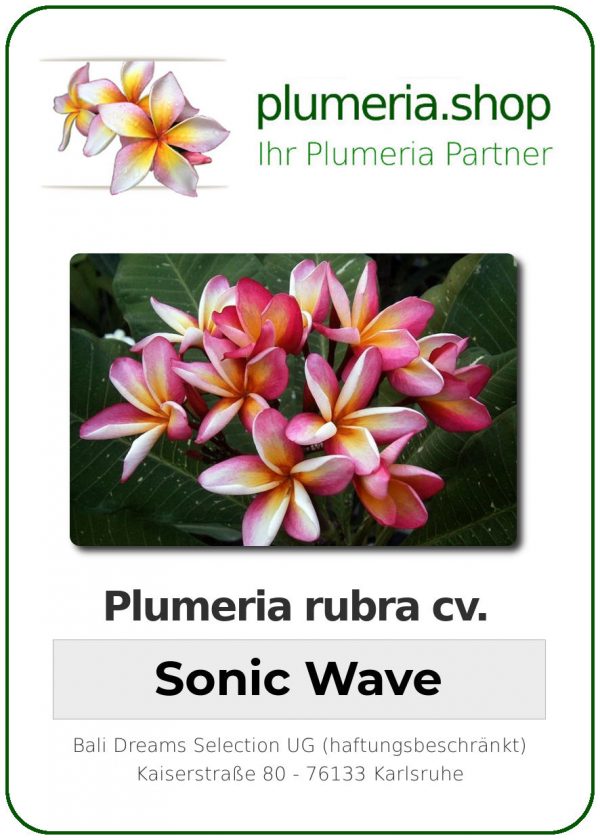 Plumeria rubra - "Sonic Wave"