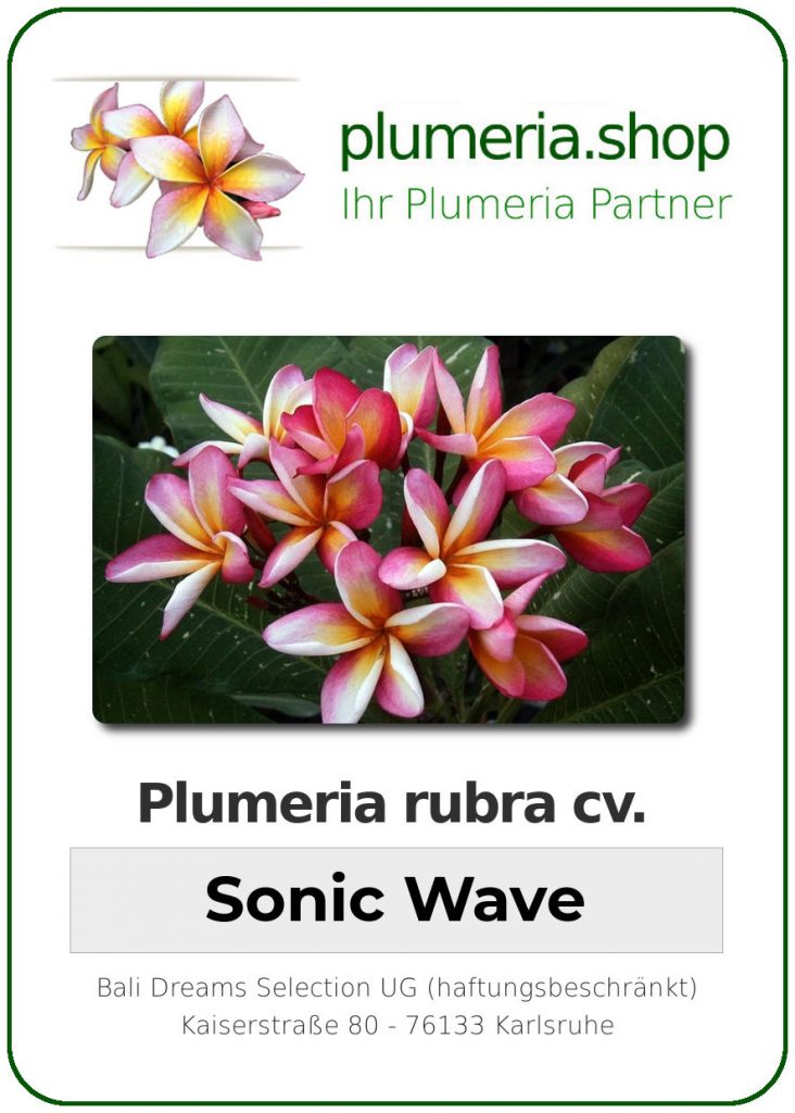 Plumeria rubra "Sonic Wave" variegated, wurzelnackt