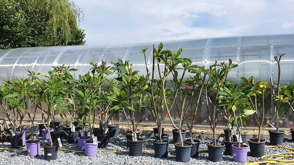 große Plumeria Pflanze bis 1,40m