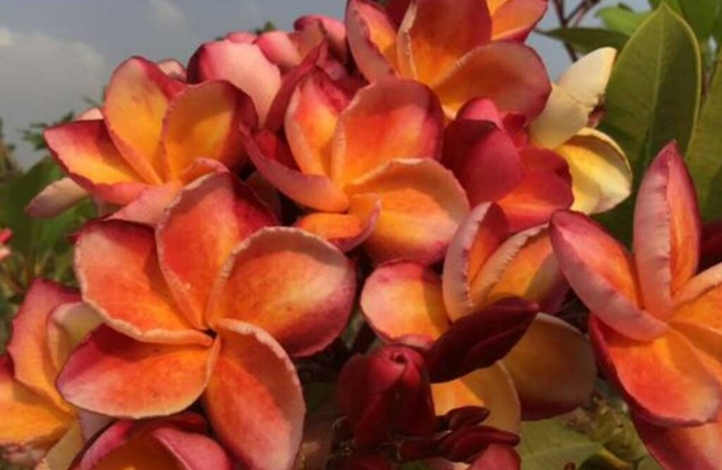 Plumeria rubra 'Kurab Veing Pink'