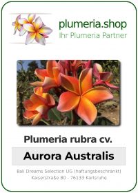 Plumeria rubra - "Aurora Australis"