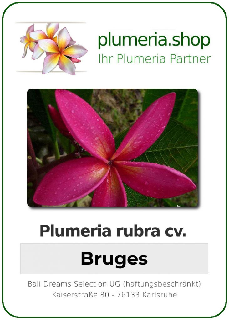 Plumeria rubra "Bruges"