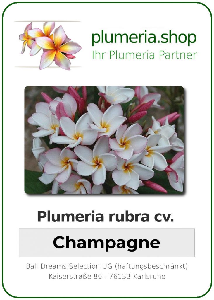 Plumeria rubra "Champagne"
