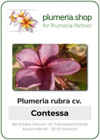 Plumeria rubra - "Contessa"