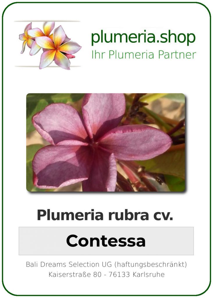 Plumeria rubra "Contessa"