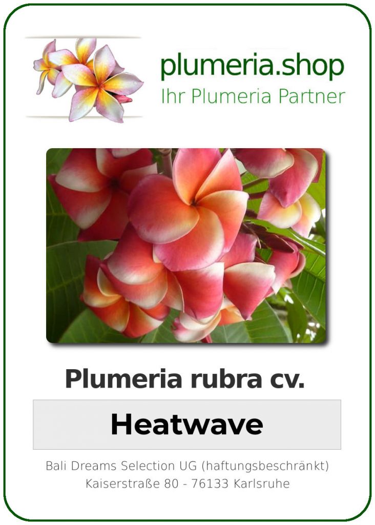 Plumeria rubra "Heatwave"