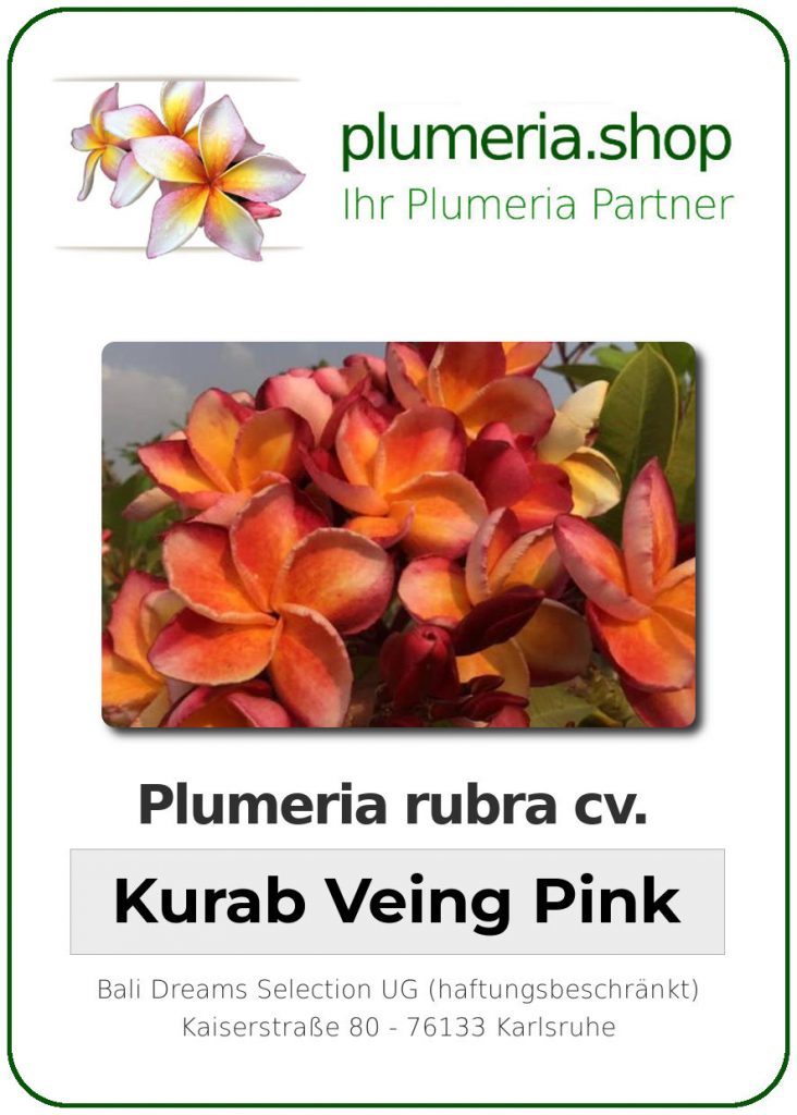 Plumeria rubra "Kurab Veing Pink"