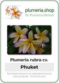 Plumeria rubra - "Phuket"