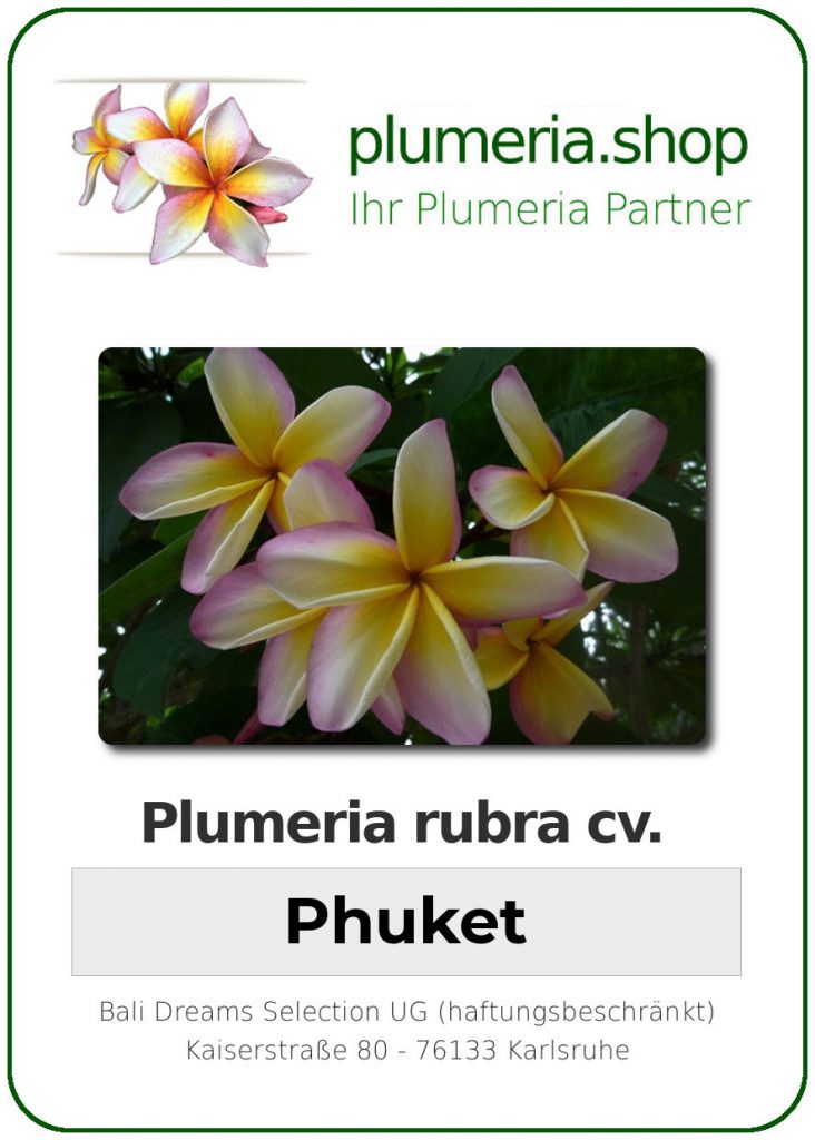 Plumeria rubra "Phuket"