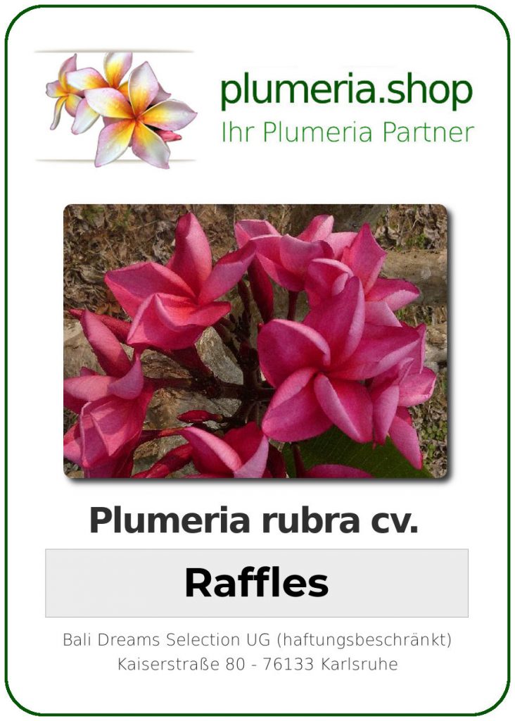 Plumeria rubra "Raffles"