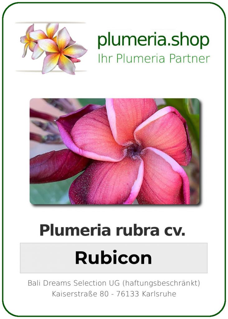 Plumeria rubra "Rubicon"